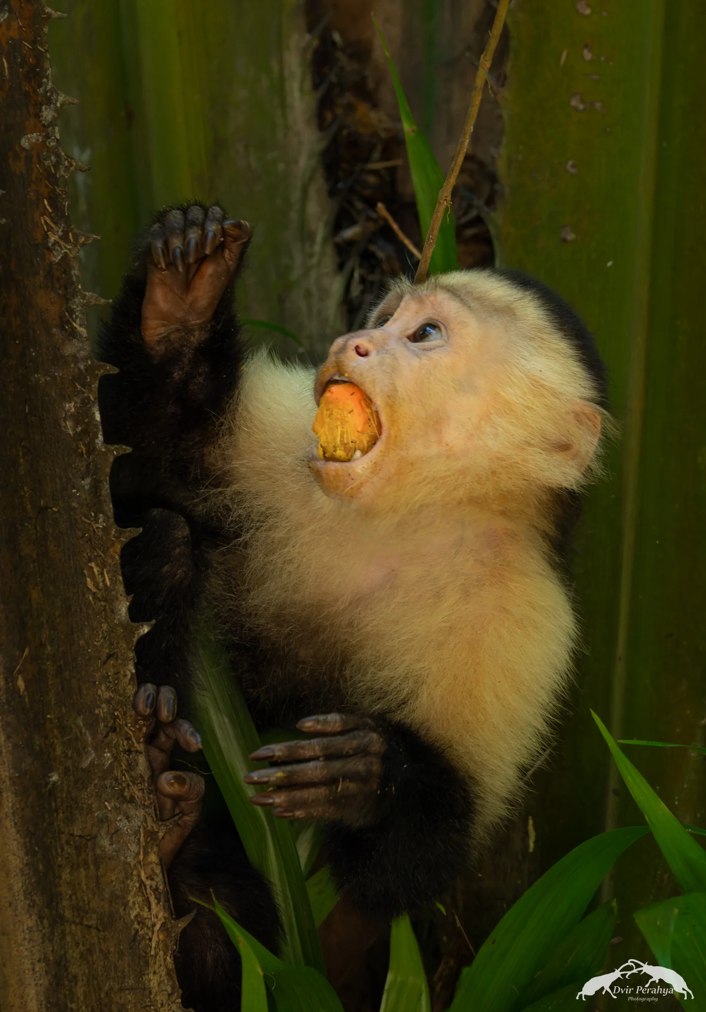 Capuchin monkey, Monteverde